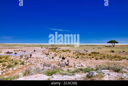 Landschaft am Etosha Nationalpark in der Nähe von Etosha Pfanne, Namibia Stockfoto