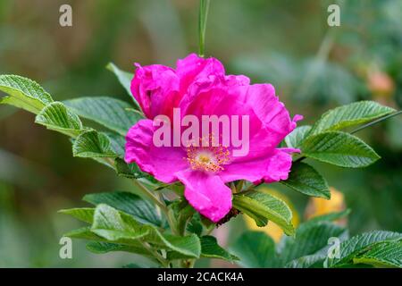 Rosa Wildrose Blume auf einem Zweig im Garten. Stockfoto
