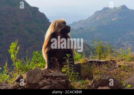 Pavian (Papio hamadryas) sitzt auf dem Felsen im äthiopischen Hochland Stockfoto