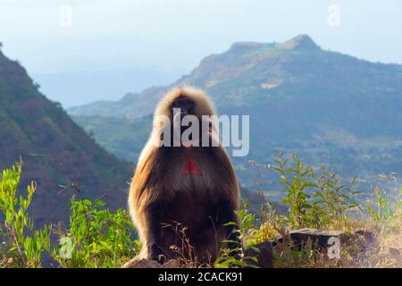 Pavian (Papio hamadryas) sitzt auf dem Felsen im äthiopischen Hochland Stockfoto