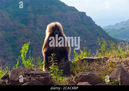 Pavian (Papio hamadryas) sitzt auf dem Felsen im äthiopischen Hochland Stockfoto