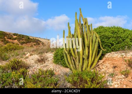 Tropischer hoher Kaktus wächst auf Felsen. Menorca, Balearen, Spanien Stockfoto