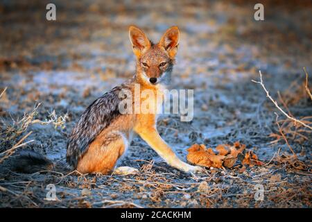 Schwarzrückenschakal, Etosha National Park, Namibia, (Canis mesomelas) Stockfoto