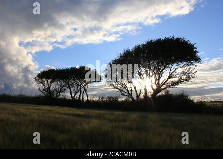 Niedrige Sonne durch Bäume und Trennwolke Stockfoto