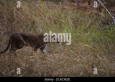 Srilankischer Leopard (Panthera pardus kotiya), der eine Grashalde im Wilpattu Nationalpark in Sri Lanka verfolgt. Stockfoto