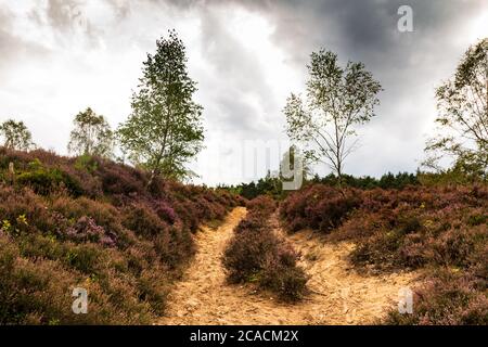 Impressionen von der Fischbeker Heide bei Hamburg Stockfoto