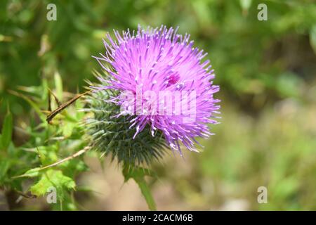 Blütendistel Kopf Stockfoto