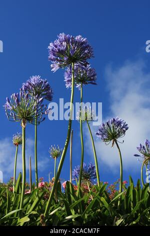 Gruppe von Agapanthus Stockfoto