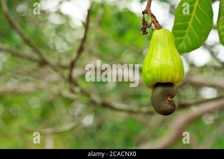 Rohe Cashewnüsse auf den Bäumen im saisonalen Garten Stockfoto