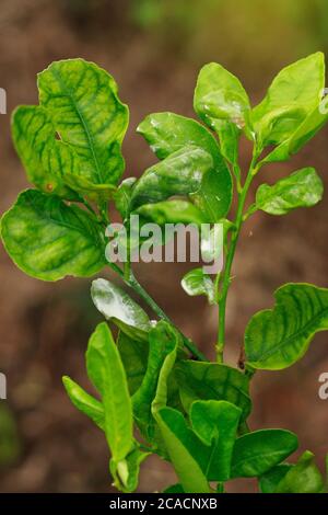 Schäden durch Citrus Mealybug Insektenpest auf Kalkblatt gekennzeichnet Stockfoto