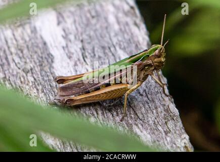 A Common Green Grashüpfer, Foulshaw Moss, Witherslack, Cumbria, Großbritannien. Stockfoto