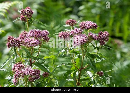 Spotted Joe-pyeweed, Foulshaw Moss, Witherslack, Cumbria, Großbritannien. Stockfoto