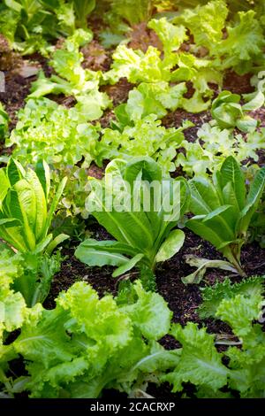 Grüner Blattsalat und Frillice Iceberg und grüne Cos und Grüner Eichensalat und roter Eichensalat auf Bio-Gemüse Salat Essen Hintergrund Stockfoto