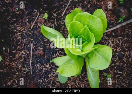 Butterkopfsalat auf Bio-Gemüse Salat Essen Hintergrund Stockfoto