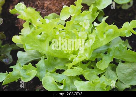 Grüner Eichensalat auf Gemüse Salat Essen Hintergrund Stockfoto