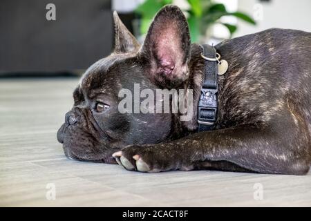 Schöne französische Bulldog Brigee während der Rast Stockfoto