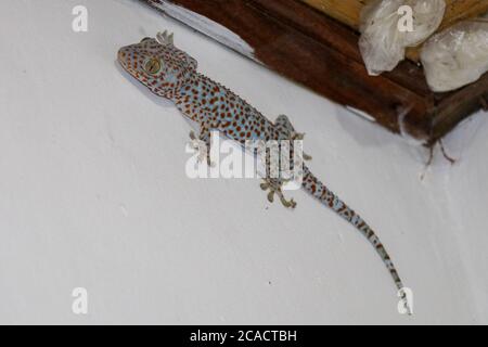 Nahaufnahme Tokay Gecko ist an der Wand.Blauer Gekko Gecko mit orangen Flecken Stockfoto