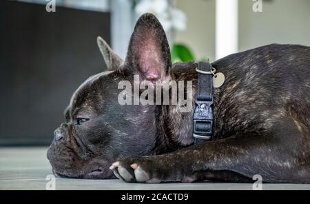 Schöne französische Bulldog Brigee während der Rast Stockfoto
