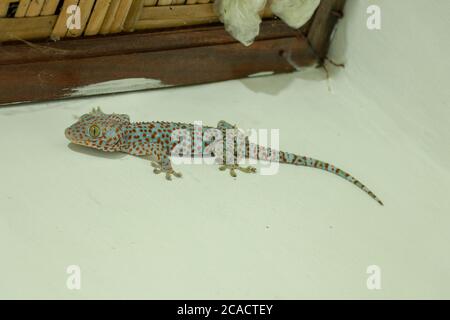 Nahaufnahme Tokay Gecko ist an der Wand.Blauer Gekko Gecko mit orangen Flecken Stockfoto