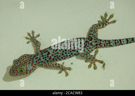 Weicher selektiver Fokus tokay Gecko, Tucktoo auf einer Betonwand, körniger Texturhintergrund. Großer ausgewachsener Gekko-Gecko mit orangen Flecken Stockfoto