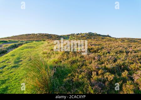 Ling Heather beginnt am steilen Hang des Higger Tor, in Derbyshire, in der frühen Morgensonne zu blühen Stockfoto