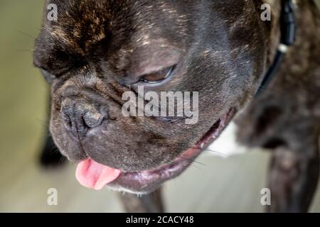 Schöne französische Bulldog Brigee während der Rast Stockfoto