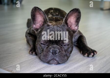 Schöne französische Bulldog Brigee während der Rast Stockfoto