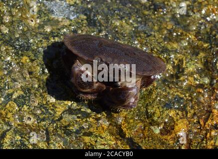 Krabbe auf Felsen sitzend Stockfoto