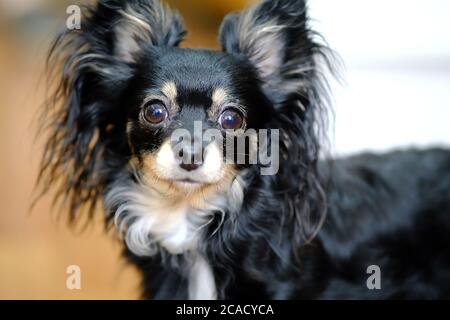 Chihuahua Rasse des Hundes. Der Hund sieht mit weiten Augen aus Stockfoto