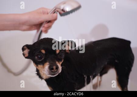 Kleiner schwarzer Hund Toy Terrier in der Dusche. Waschen und Pflege für den Hund.Nahaufnahme, selektiver Fokus Stockfoto