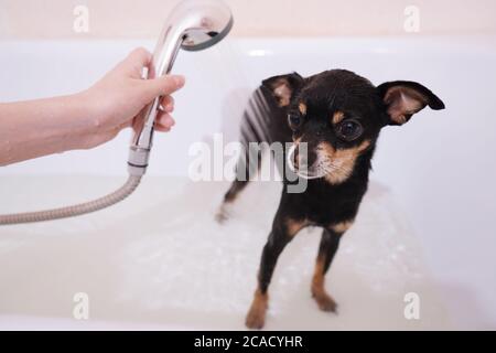 Kleiner schwarzer Hund Toy Terrier in der Dusche. Waschen und Pflege für den Hund.Nahaufnahme, selektiver Fokus Stockfoto