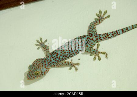 Weicher selektiver Fokus tokay Gecko, Tucktoo auf einer Betonwand, körniger Texturhintergrund. Großer ausgewachsener Gekko-Gecko mit orangen Flecken Stockfoto