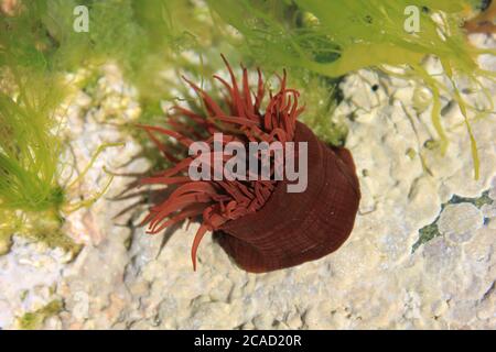 Seeanemone Stockfoto