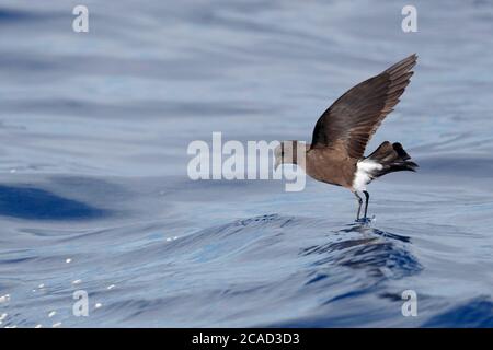 Wilson's Storm-Petrel (Oceanites Oceanicus), schwimmende Füße auf der Meeresoberfläche nahe Viti Levu, Fidschi, Pazifik 21. Mai 2017 Stockfoto