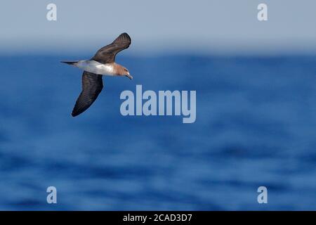 Tahiti Petrel (Pseudobulweria rostrata), auf See bei Viti Levu, Fidschi, 25. Mai 2017 Stockfoto