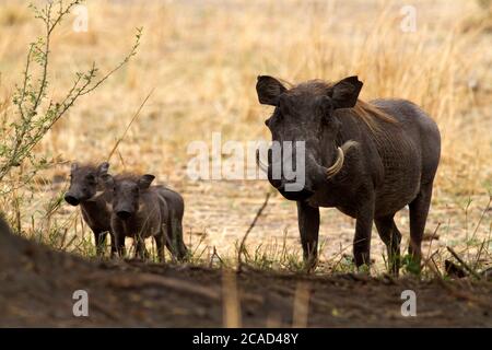 Ein weiblicher Warzenschwein mit zwei kleinen Ferkeln. Junge Warzenschweine haben viele Raubtiere und ein hoher Prozentsatz wird von einer großen Reihe von Raubtieren getötet Stockfoto