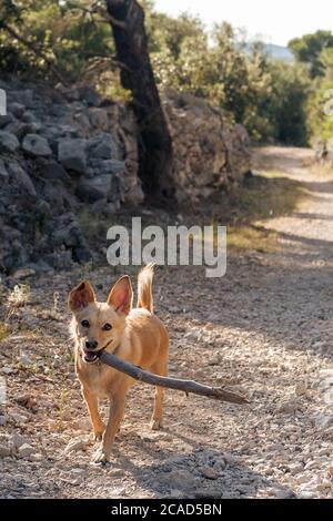 Niedlicher kleiner Hund mit einem Holzstock im Mund auf Schotterlandstraße. Haustiere, Tierfreund, Spiel- und Hundetrainingskonzepte. Stockfoto