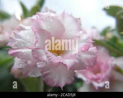 Nahaufnahme der schönen adenium Blume mit Wassertropfen Stockfoto