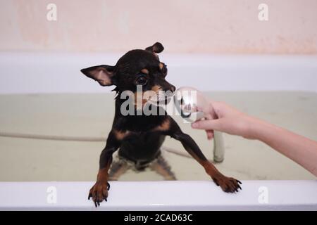 Kleiner schwarzer Hund Toy Terrier in der Dusche. Waschen und Pflege für den Hund.Nahaufnahme, selektiver Fokus Stockfoto