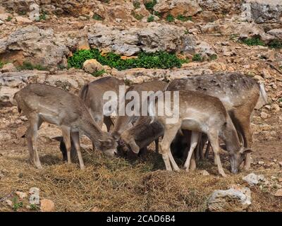 Eine Gruppe junger Hirsche, die im heißen Sommer im Hochland trockenes Gras fressen. Stockfoto