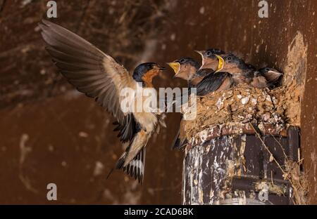 Scheune Schwalben (Hirundo rustica), bei Nest, Maryland Stockfoto