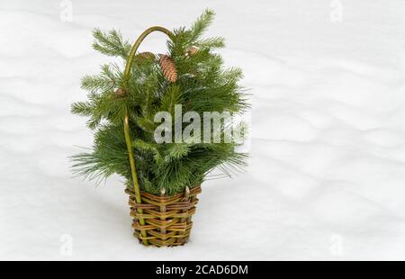 Korb aus Holzstäben mit frischen Tannenzweigen und Tannenzapfen. Selektiver Fokus. Stockfoto