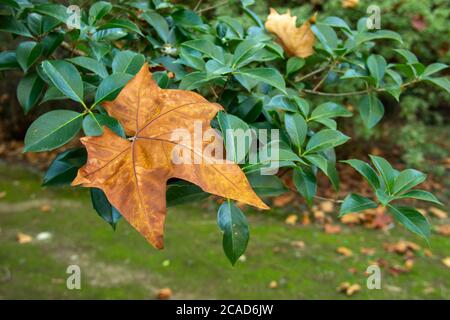 Vergilbtes trockenes Ahornblatt liegt auf einem Ast eines Magnolienbaumes. Stockfoto