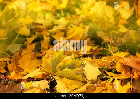 Bunte schönen Hintergrund der gefallenen Blätter. Herbstblätter liegen auf dem Boden. Sonniger Herbsthintergrund Stockfoto