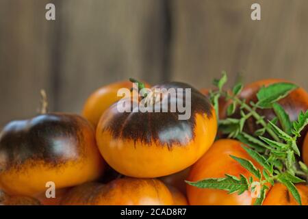 Frische reife, leckere Tomaten. Bio frische saftige braune und gelbe Tomaten. Stockfoto