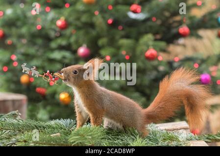 Deutsches Rothörnchen mit dem Weihnachtsmann und den Rentieren Stockfoto