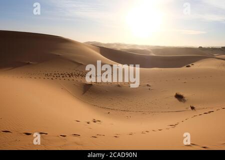 Wilde braune Sahara Dünen unter starkem Sonnenschein. Schritte auf Sand keine Menschen. Sahara, in der Nähe von Merzouga in Marokko Stockfoto