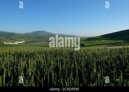 Breites grünes Maisfeld unter klarem blauem Sonnenhimmel in marokko. Gesundes Bio-Landwirtschaftskonzept Stockfoto