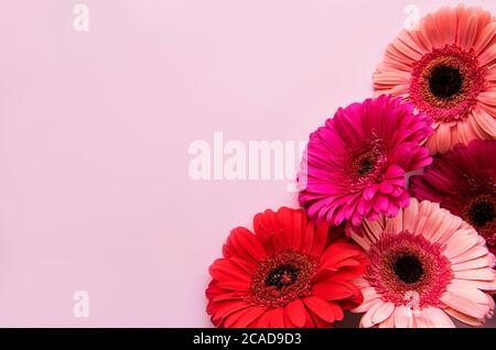 Helle Gerbera Blumen auf apastel rosa Hintergrund. Blumenrahmen, Draufsicht Stockfoto