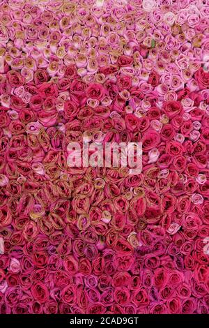 Nahtlose Rosen Hintergrund. Liebe Konzept Stockfoto